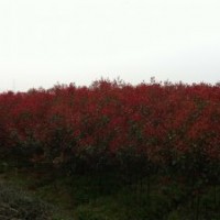 1_3公分紅葉石楠、5_8公分香樟、