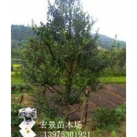 質(zhì)優(yōu)價(jià)廉的造型苗木-狗骨樹-造型狗骨古，湖南造型狗骨樹