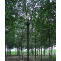 供應8-12公分法桐