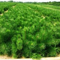 黑松苗營養(yǎng)袋小苗