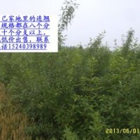 連翹球。連翹