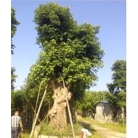 大量供應(yīng)秋楓樹