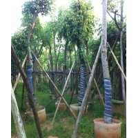 基地直銷臘腸樹臘腸樹