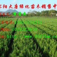 扦插龍柏價格 子播龍柏行情 江蘇苗圃龍柏價格