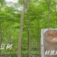 任豆樹苗木供應(yīng)   梔子樹