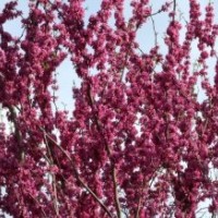 供應(yīng)紫荊