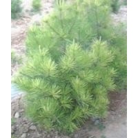 供應(yīng)兩米白皮松供應(yīng)兩米白皮松