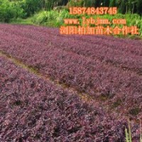 瀏陽(yáng)紅花繼木、瀏陽(yáng)紅花繼木精品批發(fā)直銷、瀏陽(yáng)最新紅花繼木價(jià)格