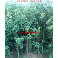 安徽肥西供應(yīng)大葉女貞小苗 香樟小苗 廣玉蘭小苗 欒樹小苗