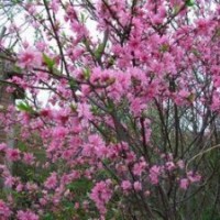 菊花碧桃樹苗|優(yōu)質(zhì)菊花碧桃樹苗|菊花碧桃價(jià)格|誠信為本