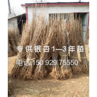 大量供應(yīng)銀杏樹