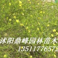 銷售:雪松、白皮松、五針?biāo)?、黑松、北京檜