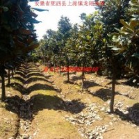 安徽廣玉蘭、香樟、紅葉李、大葉女貞、紫薇、烏桕、黃連木、桂花