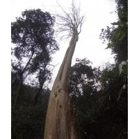 供應30公分至90多公分的紅皮馬靈光（白花紫薇）