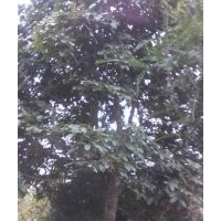 花梨木、香樟、羅漢松
