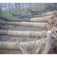 8-30公分國槐