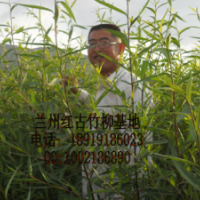 甘肅竹柳，蘭州竹柳，西北竹柳