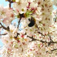 櫻花