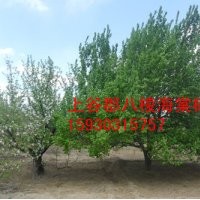 八棱海棠樹2013春季最火爆