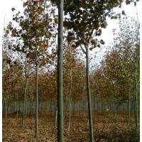 低價(jià)供應(yīng)法桐、廣玉蘭、合歡、紫葉李、紫薇等綠化苗木