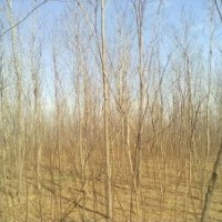 便宜出售：2-10公分紫葉李16000棵一級(jí)樹(shù)，2-15公分香花槐65000棵