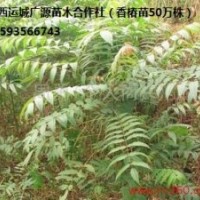 香椿苗出售、2年生香椿苗80-1.5米大量供應(yīng)