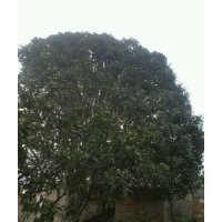 湖北桂花，八月桂