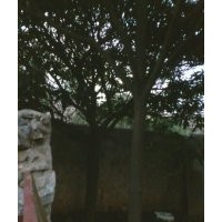 供應(yīng)枇杷樹(shù),咸寧枇杷樹(shù)供應(yīng)