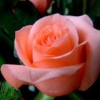 月季花