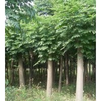 低價供應(yīng)1-60公分欒樹