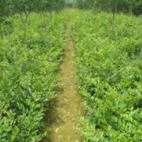 河南苗木基地大量出售深山含笑、大葉含笑、合歡