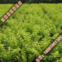 金葉女貞_金葉女貞球_供應(yīng)金葉女貞
