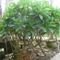 福建雞蛋花供應(yīng)商，紅白雞蛋花的價(jià)格
