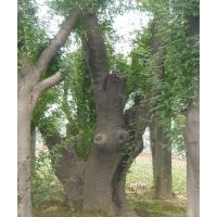 大皂莢樹 樹形都很好 （皂角樹）