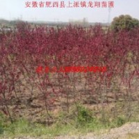 供應(yīng)紅葉桃、三角楓、枇杷、垂柳、大葉女貞、紅葉李