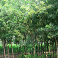 國(guó)槐的規(guī)格，國(guó)槐的價(jià)格，國(guó)槐那里有，山西國(guó)槐