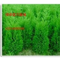 側(cè)柏一級大量供應(yīng)、冠幅好、規(guī)格全、價低