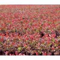 紅葉石楠小苗價格櫻花小苗價格