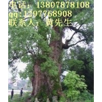 特供中國(guó)特大香樟王，直徑2.7米，分枝4米以上