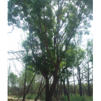 供應(yīng)茶條槭，蒙古櫟，國槐，皂莢等工程苗