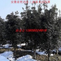 供應(yīng)叢生桂花、叢生榔榆、叢生烏桕、叢生大葉女貞