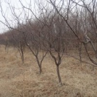 供應2-15棗樹價格、山杏樹價格、主干山桃樹價格