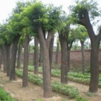 急售寧夏大量各種規(guī)格國(guó)槐