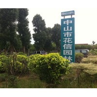 大香樟