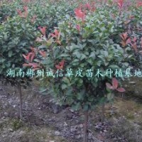 綠化用樹 工程樹 紅葉石楠樹 批發(fā)紅葉石楠樹