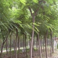 東軒苗木園林綠化基地合歡 國(guó)槐專業(yè)種植