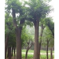 國(guó)槐,國(guó)槐基地,國(guó)槐報(bào)價(jià)