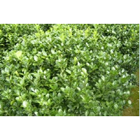 金山繡線(xiàn)菊、金焰繡線(xiàn)菊、珍珠繡線(xiàn)菊、大花萱草、紫花鳶尾、馬蓮