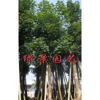 福建秋楓報(bào)價(jià),福建秋楓供應(yīng),秋楓產(chǎn)地直銷(xiāo)