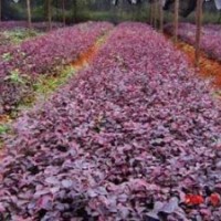 紅花繼木